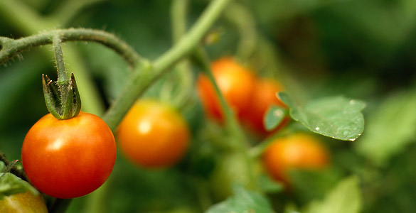 El secreto de la juventud está en los tomates 5