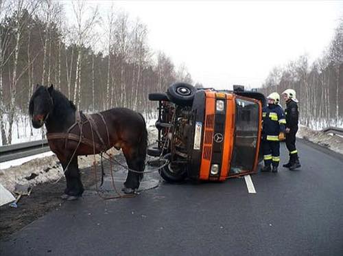 A drunk farmer came a cropper after strapping his horse to a broken down truck and getting the horse to pull the truck to a nearby garage. But as the animal heaved the Mercedes truck along the road, pie-eyed farmer Leszek Stepien from Skwierzyna in Poland, was unable to steer straight. As they rounded a corner, a driver coming from the opposite direction careered into the truck sending it crashing on to its side. Stepien clambered out of the cab uninjured and began yelling at the horse: "This is all your fault." When police arrived they found him to be two-times over the drink drive limit.