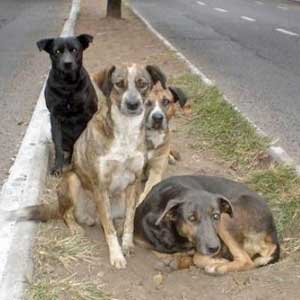 Perros callejeros salvaron a una niña de ser violada 79