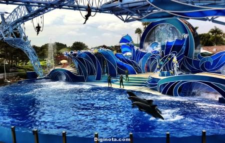 seaworld_dolphins