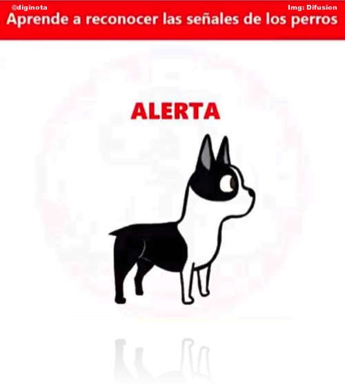 postura de los perros