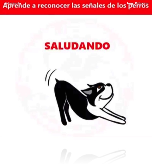 postura de los perros