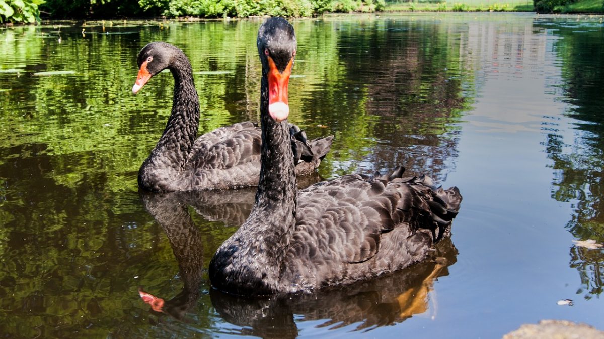 Qué es un evento Cisne Negro