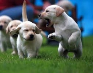 Los mejores Perros para  niños, sus pros y contras y Cómo elegir la raza de perro más apropiada para ti 3